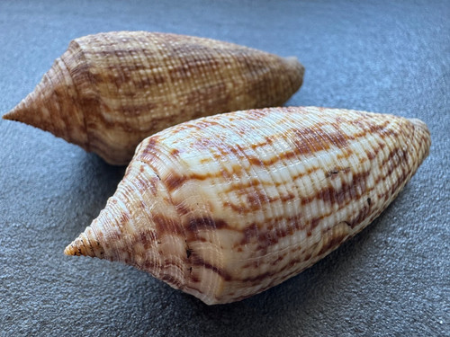 Conus australis austral - 2x,